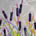 Cattails